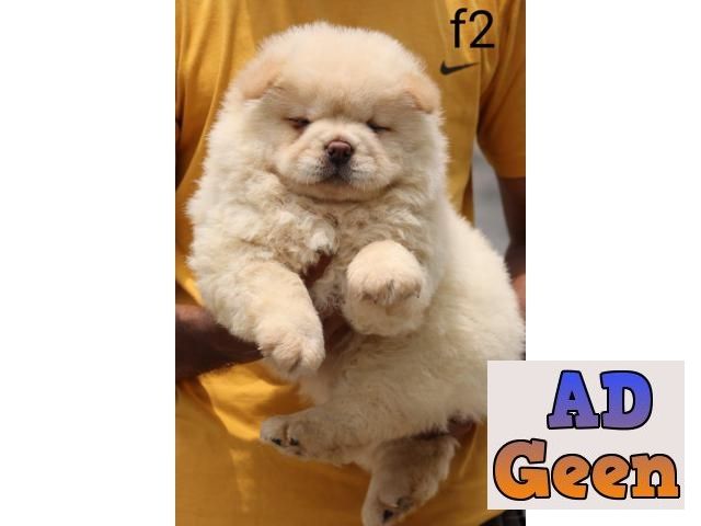 used Chow chow Available Puppies for sale for sale 